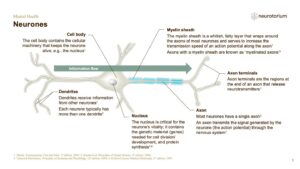 Mental Health - Fundamentals of Neurobiology - slide 4